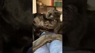 Кот против пса