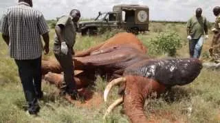 Saving a life - In the field treatment of elephant targeted by poachers | Sheldrick Trust