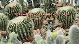 Оранжереи ботанического сада Петра Великого или как кактусы цветут