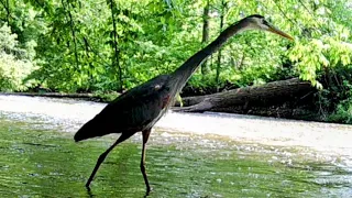 Great Blue Heron on Trail Cam!