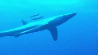 Bluesharks, Azores, Condor Banks, 08/2012