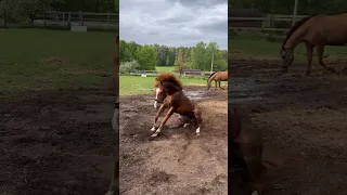 Когда только почистил коня, а он решил, что грязевые ванны - решение получше блестящей шерсти🤪