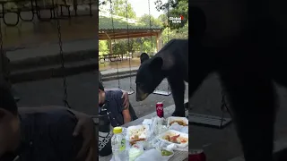 Black bear crashes family picnic in Mexico #bear
