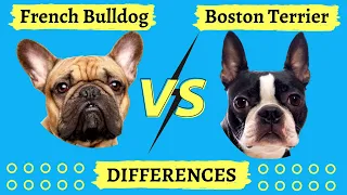 French Bulldog vs Boston Terrier Differences: ( Dog Versus Dog Comparison )