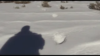 Red Cloud Sasquatch on Gamecam in Uinta Mountains