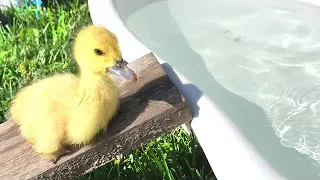 Funny ducklings swimming in the bathtub