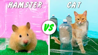Hamster vs Cat in Invisible Maze! 3 Levels!