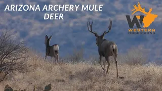 Arizona Mule Deer Hunt