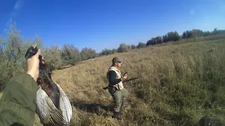 Охота на фазана с дратхаарами 26 10 2019 охотхозяйство Бабатуган ,Алматинская область 1
