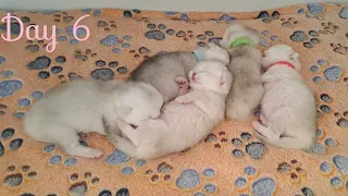 Newborn Kittens Melt my heart ❤️. Cute overload! 6th day after birth | British Shorthair