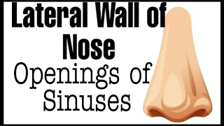 Lateral wall of Nose | Openings of sinuses | Blood Supply of nose