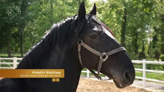 Spot NHK - Hřebčín Slatiňany