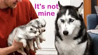 The Cutest Husky Puppies! My Dogs Are Afraid of Puppies