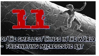 11 Of The Smallest Things In The World - Fascinating Microscopic Art