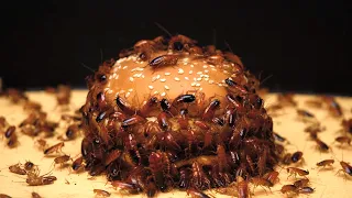 WHAT IF 1000 HUNGRY COCKROACHES SEE THE BURGER? HOW FAST EAT IT?