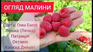 Результати підживлення та огляд літньої малини. Глен Емпл, Ляшка, Патриція, Октавія, Каскад Делайт