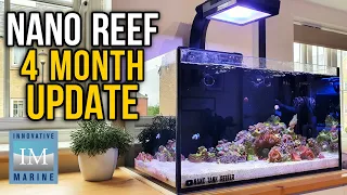 Nano Reef Tank 4 Month Update  - Innovative Marine Nuvo 20 Saltwater Aquarium - 20 Gallon Reef Tank