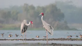 Sarus crane pair   relaxing and  then flying away | @arvindography |  4K video