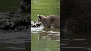 洗手的浣熊