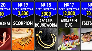 Top 20 most deadly animals for humans | Comparison
