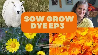Growing A Rainbow Garden of Plants To Dye Clothes Naturally EP3 Potting up