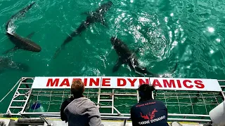 Diving with Bronze Whaler sharks in South Africa