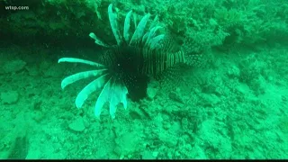 Lionfish are taking over the Gulf of Mexico | 10News WTSP