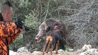 Bol Aksiyonlu ve maceralı Afyon yaban domuzu avımız / Wild boar hunting