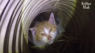 Kitten Trapped Down The Drain Cries For Help From Mother Cat | Kritter Klub