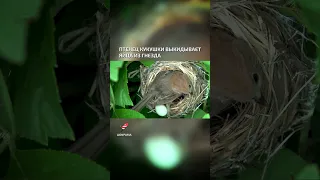 Птенец кукушки выкидывает яйца из гнезда  - интересные факты о птицах