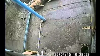 Стая собак разрывает кошку у дома (вид с камеры под козырьком)