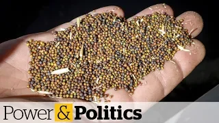 China has stopped buying Canadian canola seeds