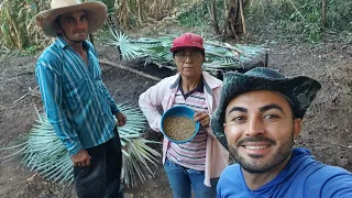 AVENTURAS NA ROÇA COM JUNINHO E SEUS PAIS . PLANTANDO CHEIRO VERDE