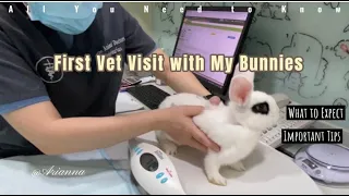 All You Need to Know: First Vet Visit with my Bunnies