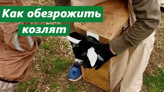 Как обезрожить козлят 🐐