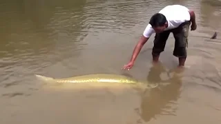 As Criaturas Mais Mortais Da Amazônia