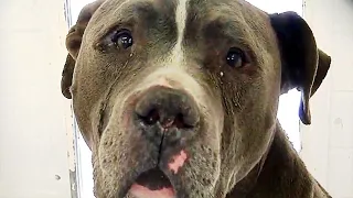 Shelter Dog Won't Stop Crying. When Vet Realizes Why, He Does This