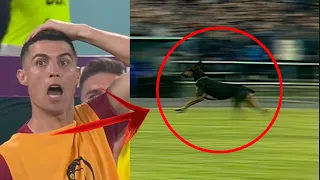 Wild&Crazy - LARGE Dog Disrupts Football Match!