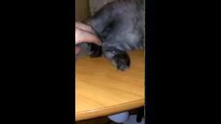Как заставить кота зивнуть