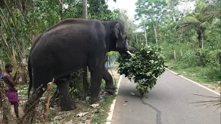 Big elephant is eating food | Earth charm