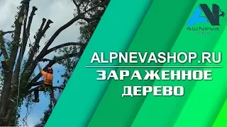 Удаление заражённого дерева с участка