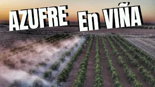 Aplicando azufre en viña para prevenir el oidio 🚜💨🍇