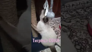 Шок.Кошка-Тигр. Сиамская кошка. Донецк 2022 ДНР.