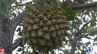 VOCÊ CONHECE O BIOMA CERRADO ?