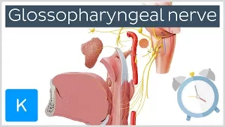 Glossopharyngeal Nerve Overview in 5 minutes - Human Anatomy | Kenhub