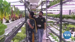 Hydroponic Farm Venture Flourishes in New Delhi Amid Pandemic