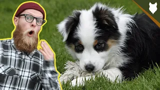 What To Do With A NEW AUSTRALIAN SHEPHERD PUPPY?!