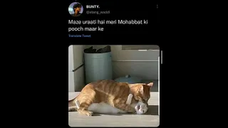 Pyar ki Pungi Cat Meme 🐈