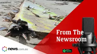 From the Newsroom Podcast: Breakthrough in search for MH370