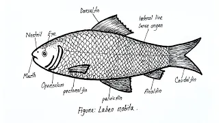 How to draw Labeo Rohita Fish very easily | Biology Drawing |